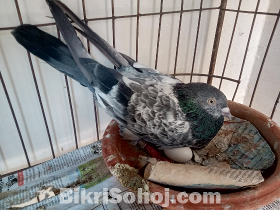 Bagha with pankhi blood